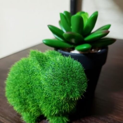 葵